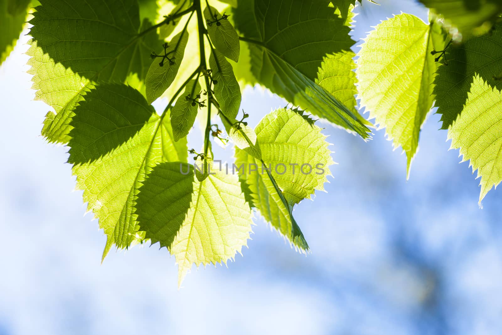 Green leaves of the lime tree in the sunshine by rootstocks