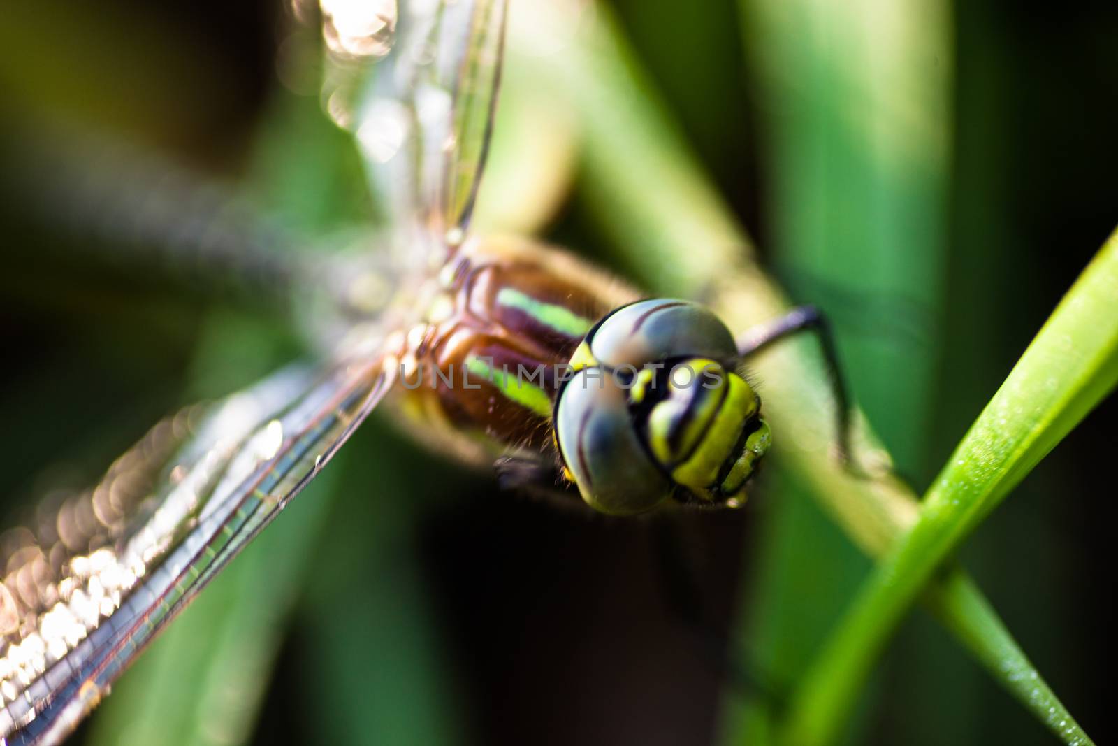 Dragonfly sitting on the green grass by rootstocks