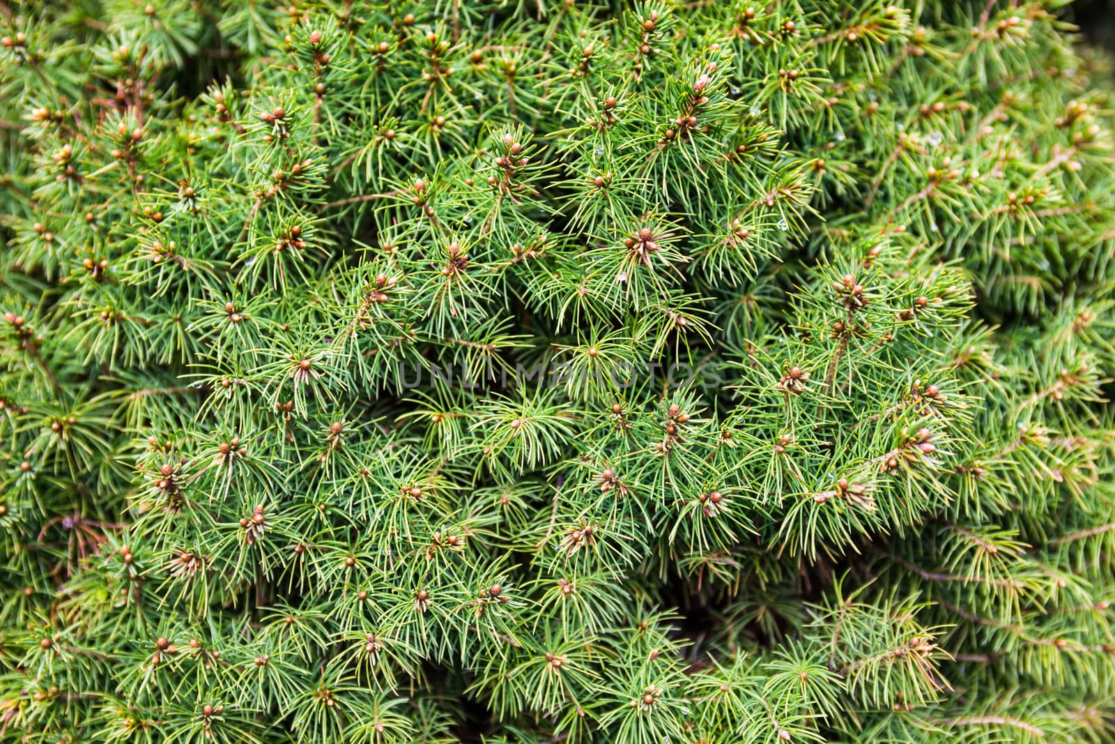 Evergreen juniper branches by rootstocks