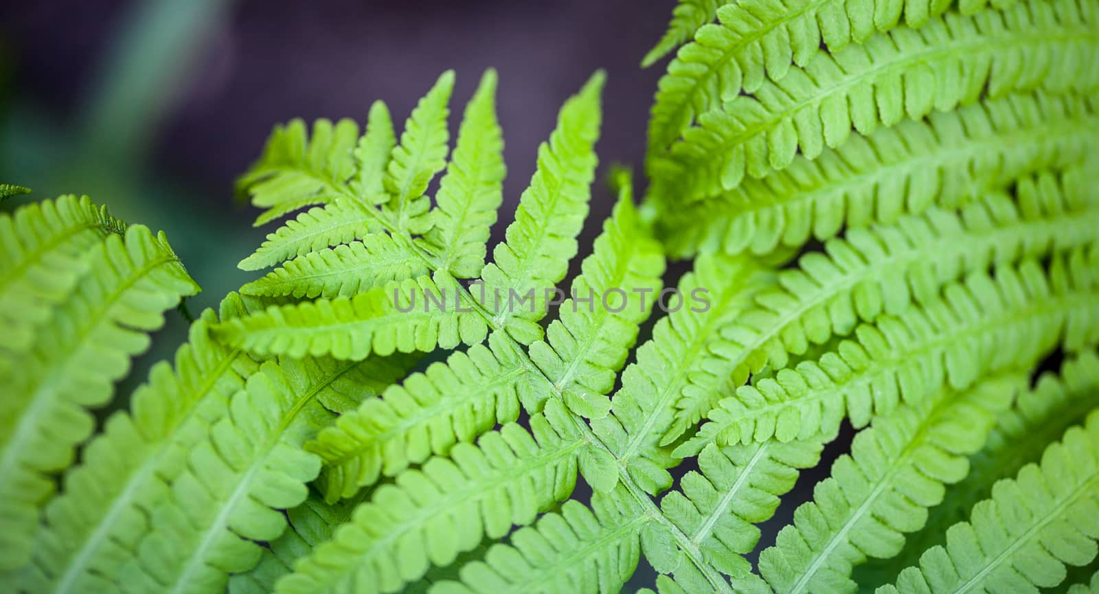 Beautiful green fern stems and leaves (Pteridophyta)