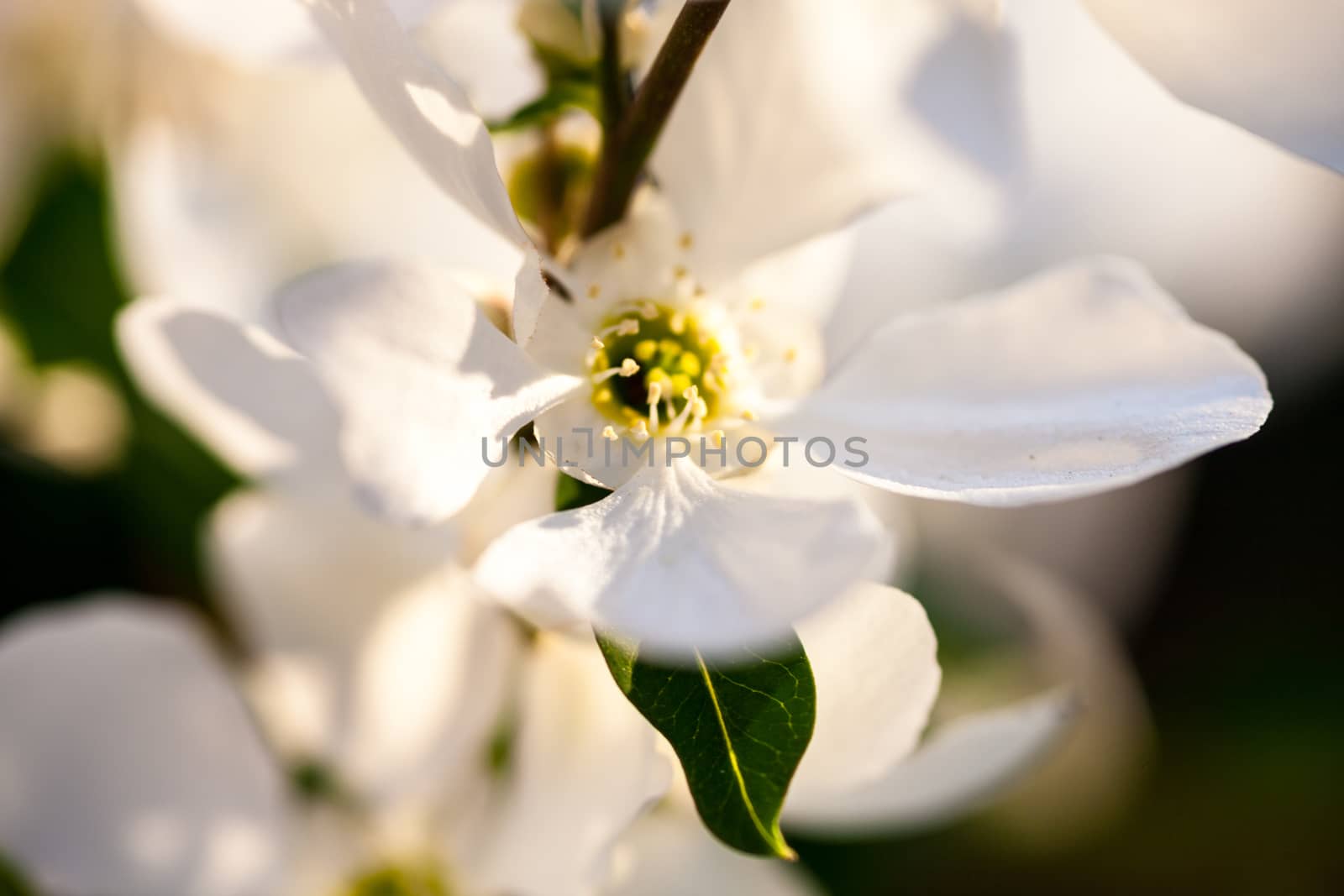 Close up of the pear tree flowers.