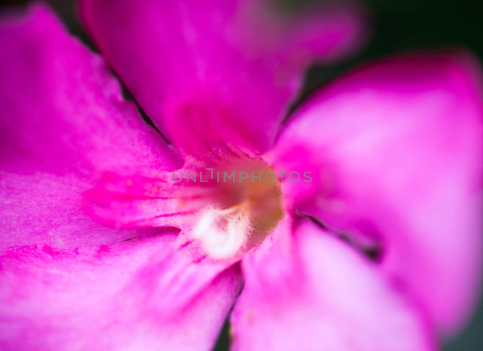 Pink flower of the Nerium oleander. Close up.