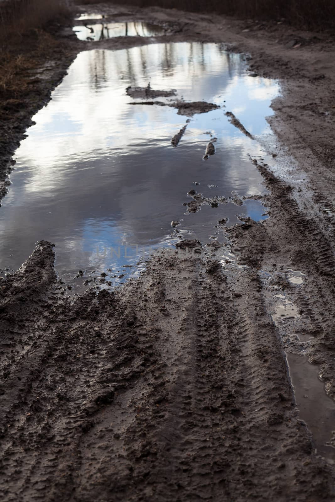 Mud and puddles on the dirt road by rootstocks
