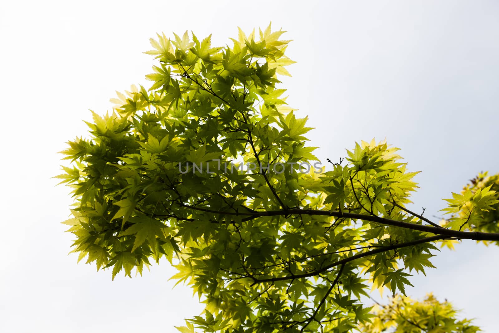 Green leaves of the Japanese maple (Acer palmatum) by rootstocks