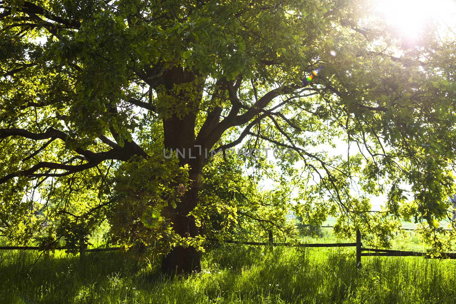 The old oak tree in bright summer day.