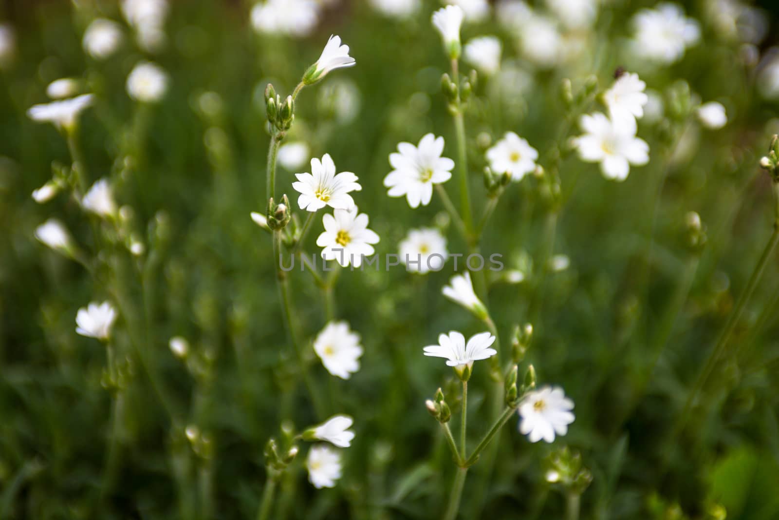 White flowers of Stellaria (stitchwort or chickweed)