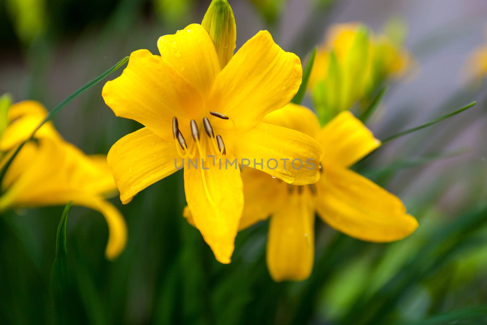 Closeup of the blooming yellow lily flowers by rootstocks