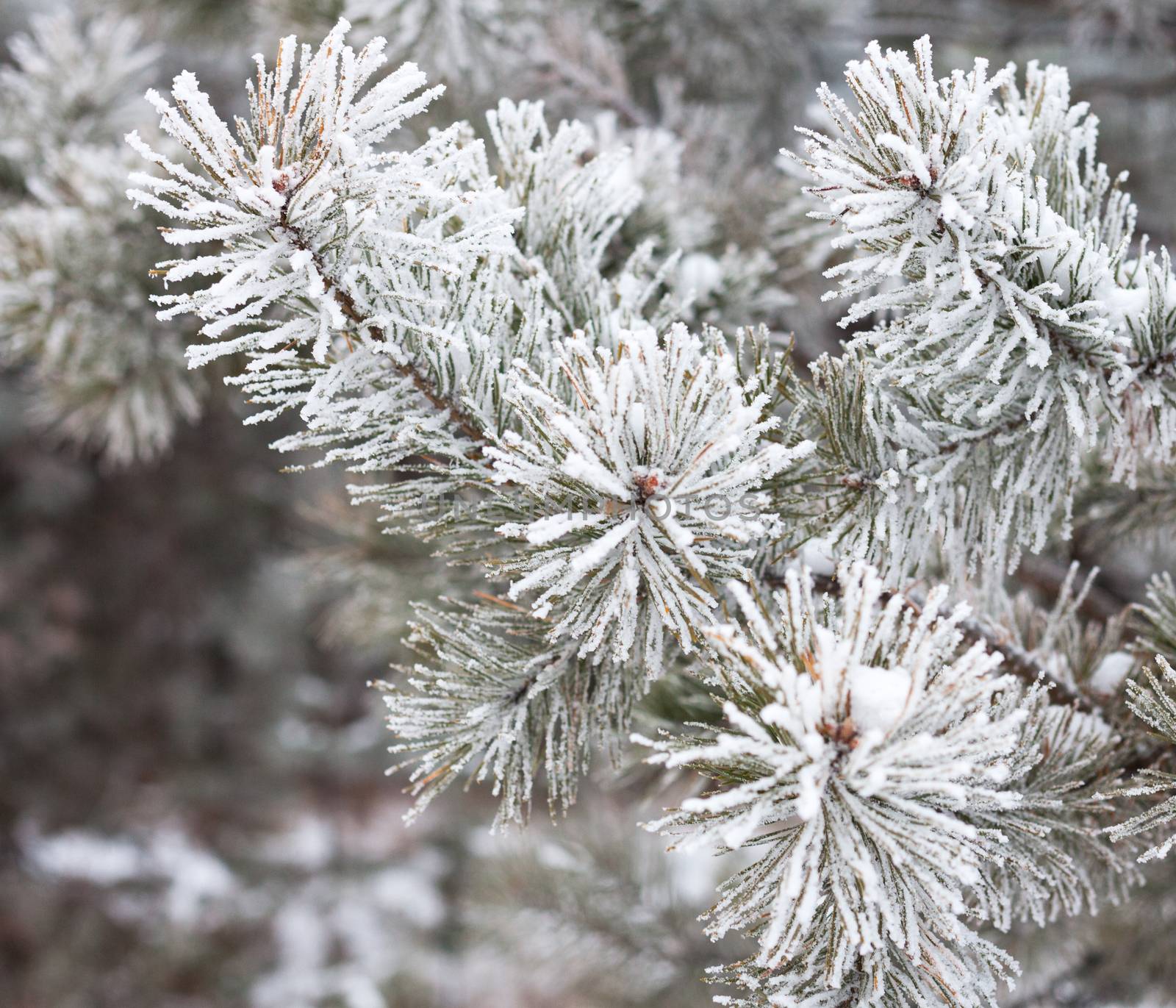 Coniferous branches covered with hoarfrost by rootstocks