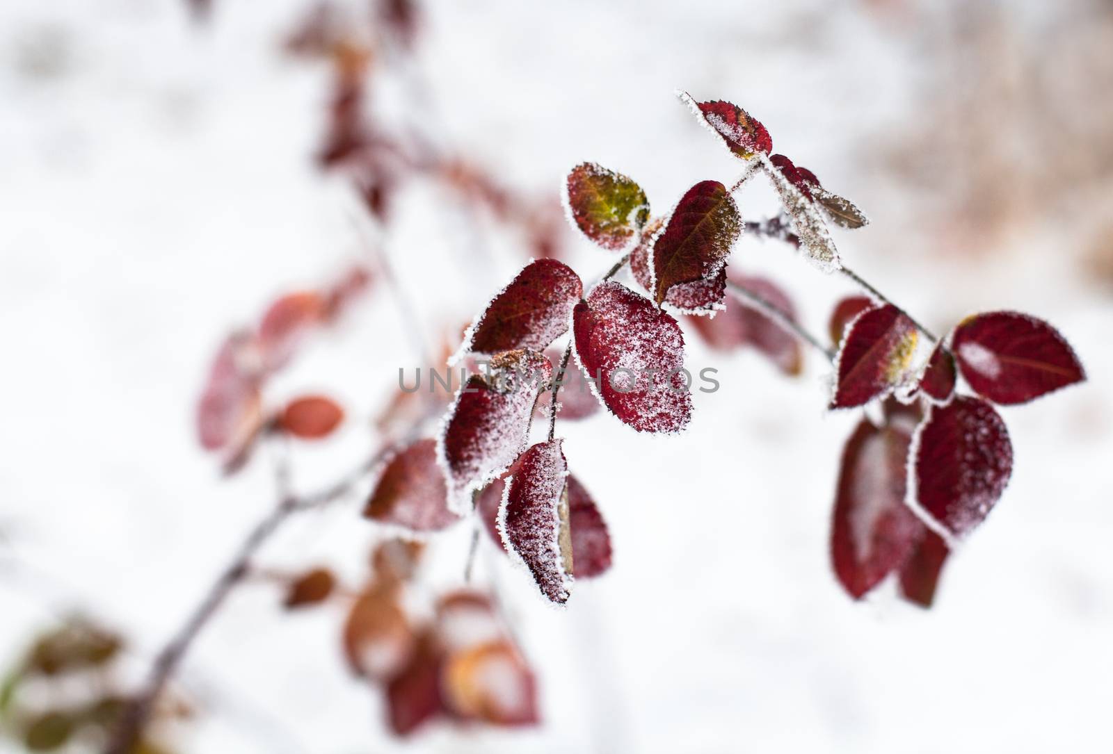 Pink leaves of the dog-rose covered with hoarfrost by rootstocks