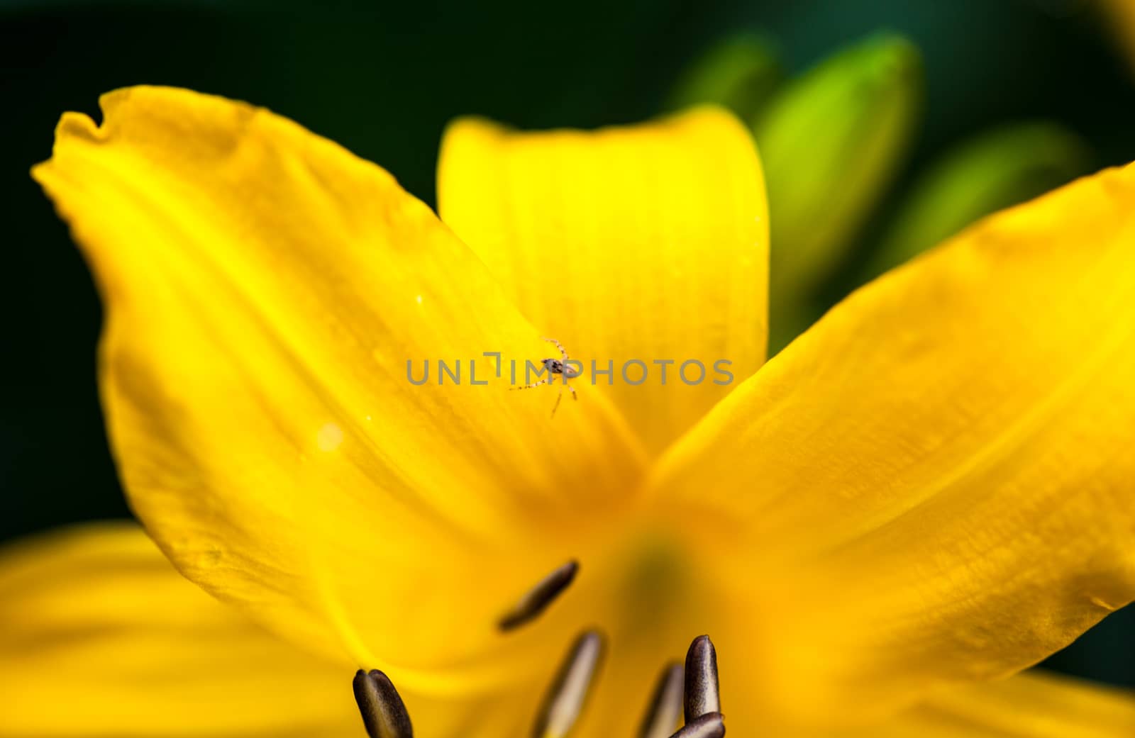 Blooming yellow lily flower with tiny spider by rootstocks