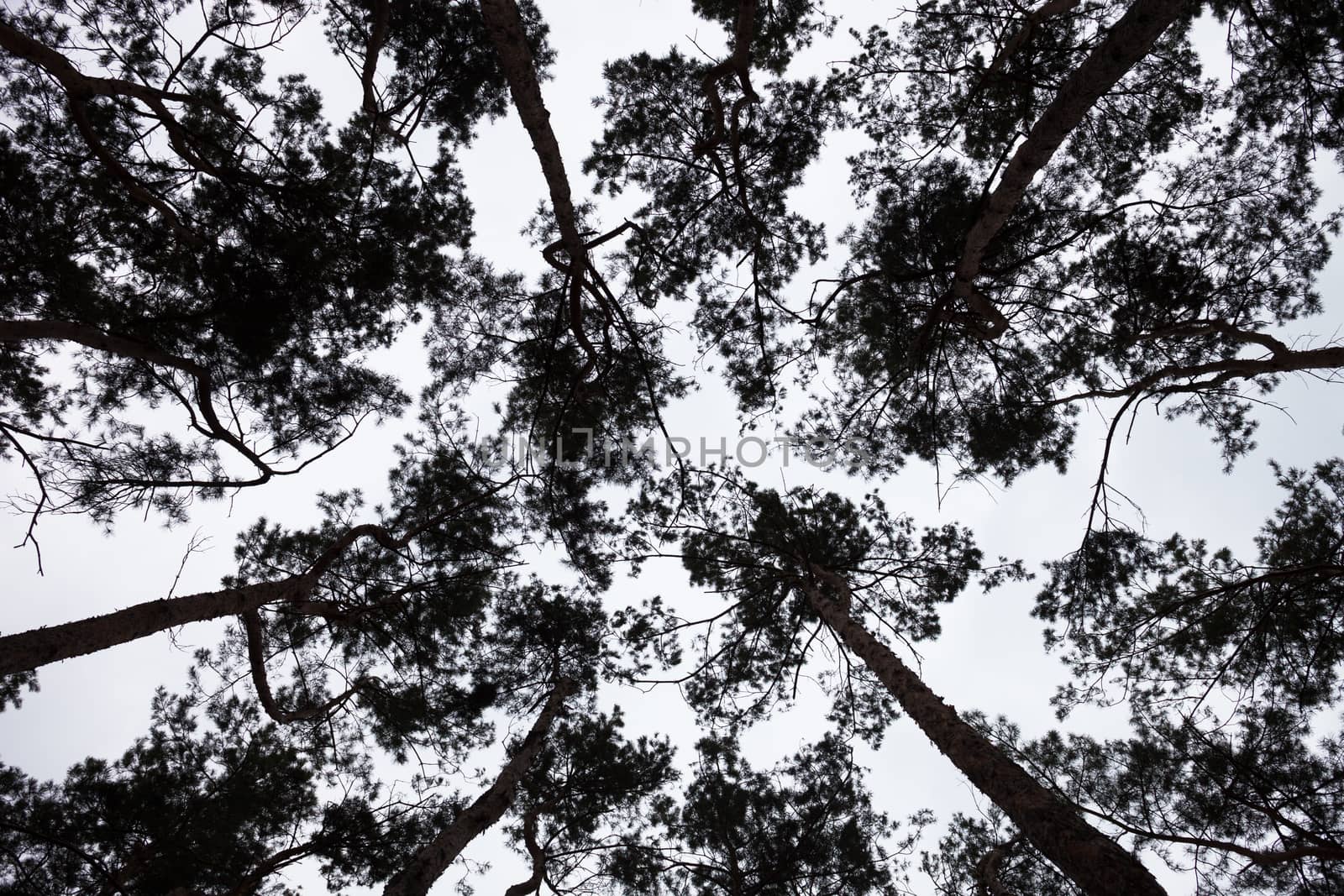 Silhouettes of the pine treetops against the sky.