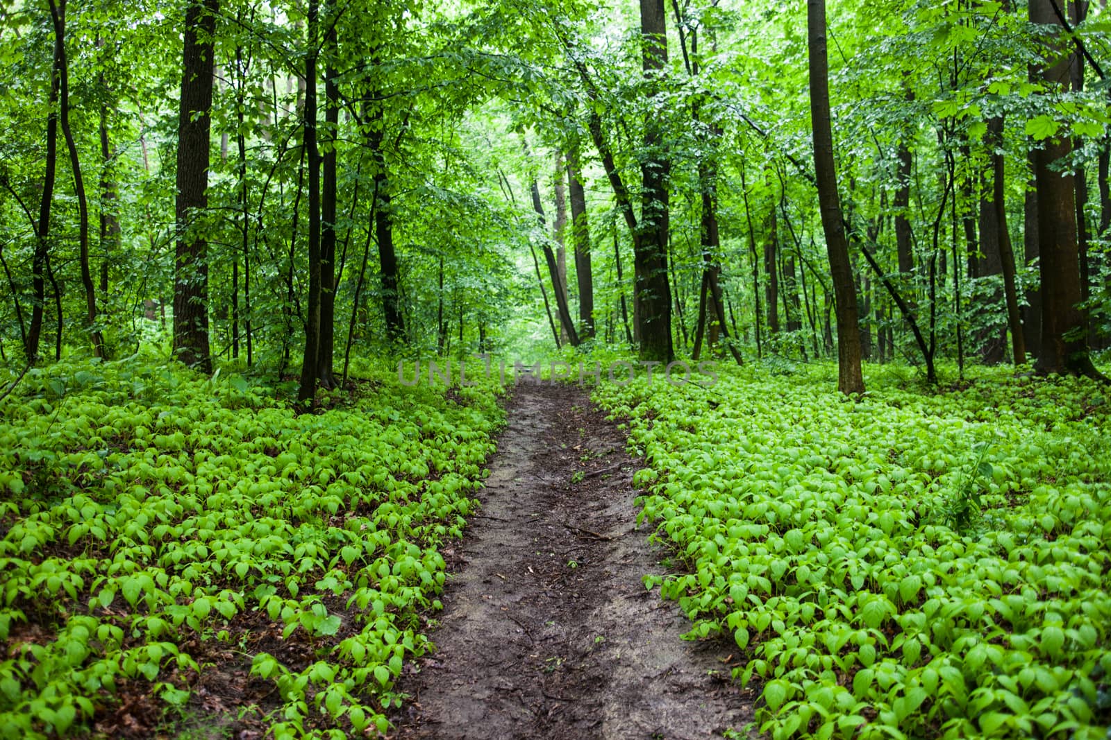 The path in a green summer forest.