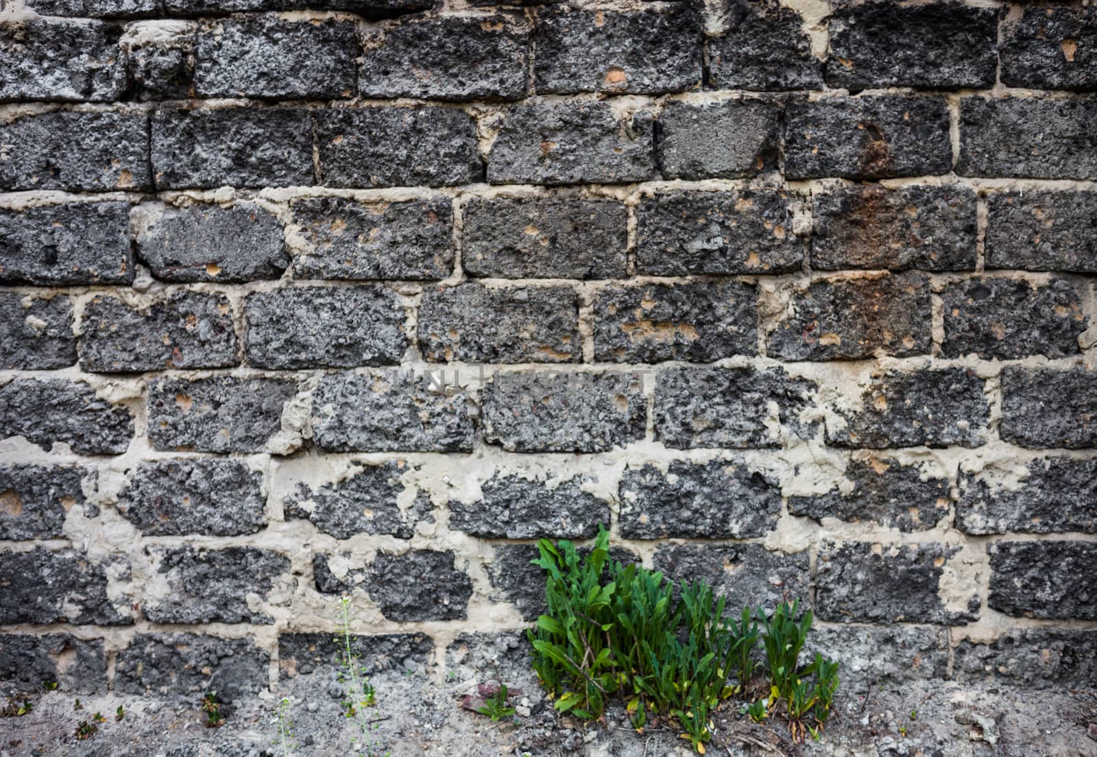 Brick masonry with green dandelion leaves underneath by rootstocks