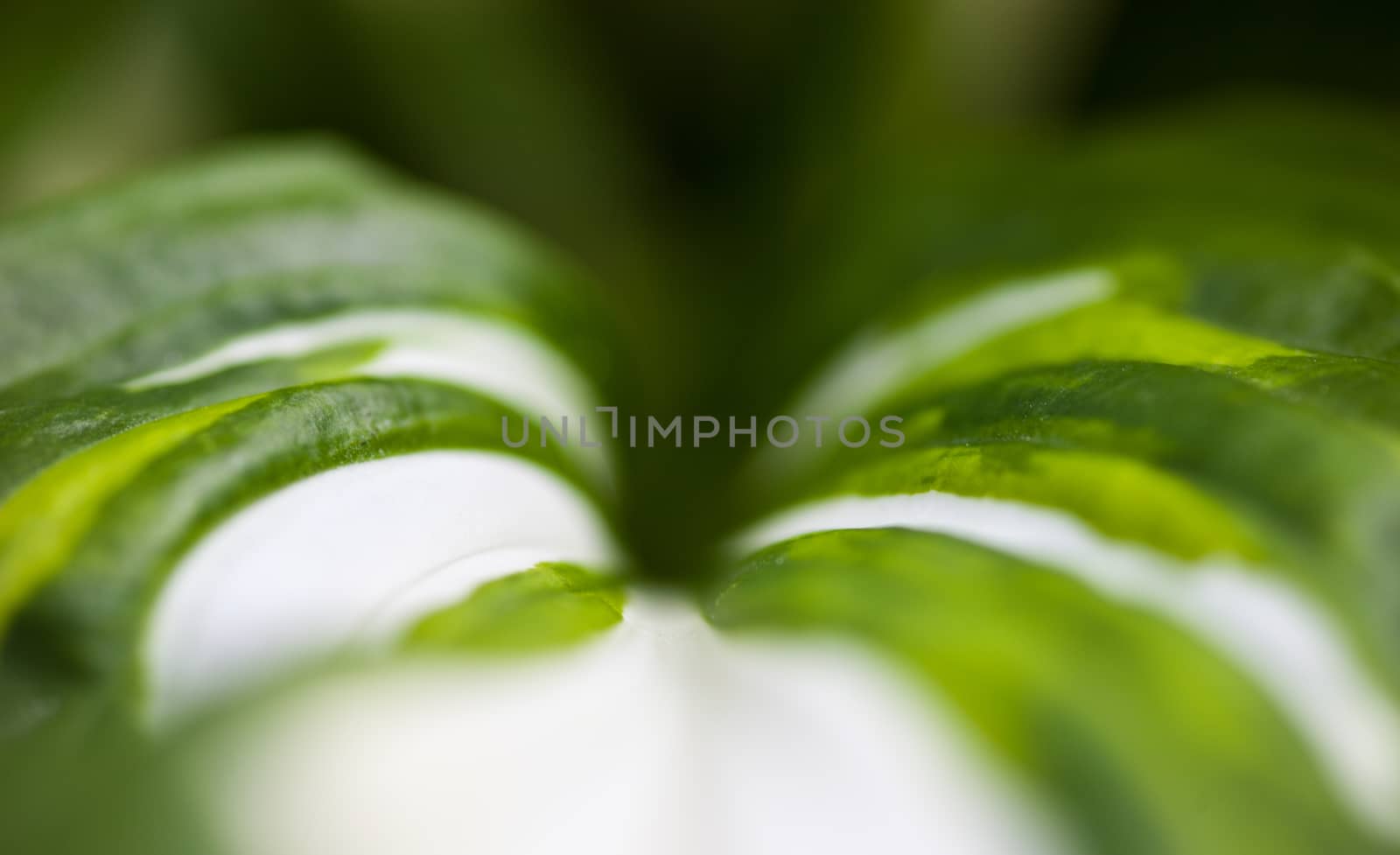 Green-white leaf of hosta by rootstocks