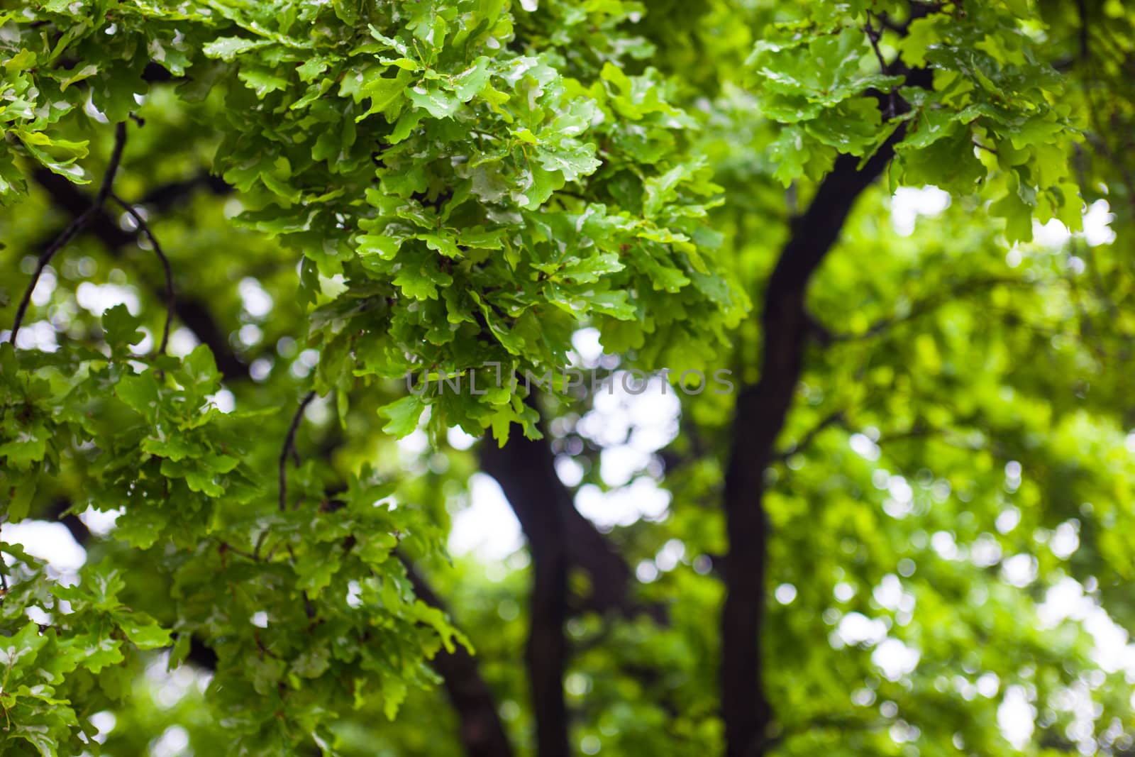 Green wet branches of the oak tree after the rain by rootstocks