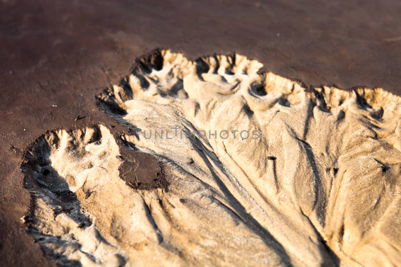 Sand surface with the relief formed by water currents by rootstocks