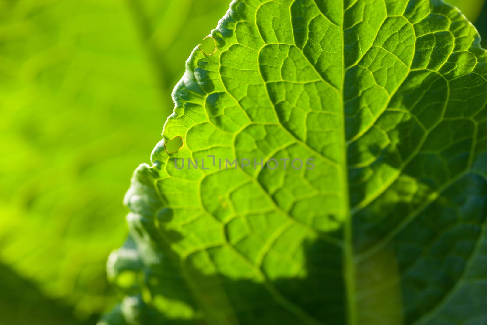 Green leaf close up by rootstocks