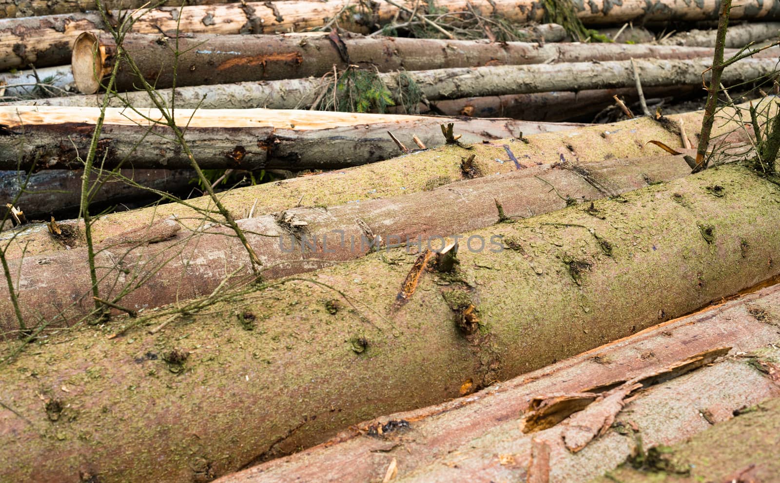 Timber harvesting. Pile of cut fir logs by rootstocks