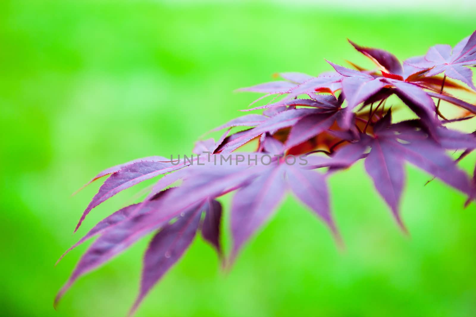 Pink leaves of the Japanese maple (Acer palmatum) by rootstocks