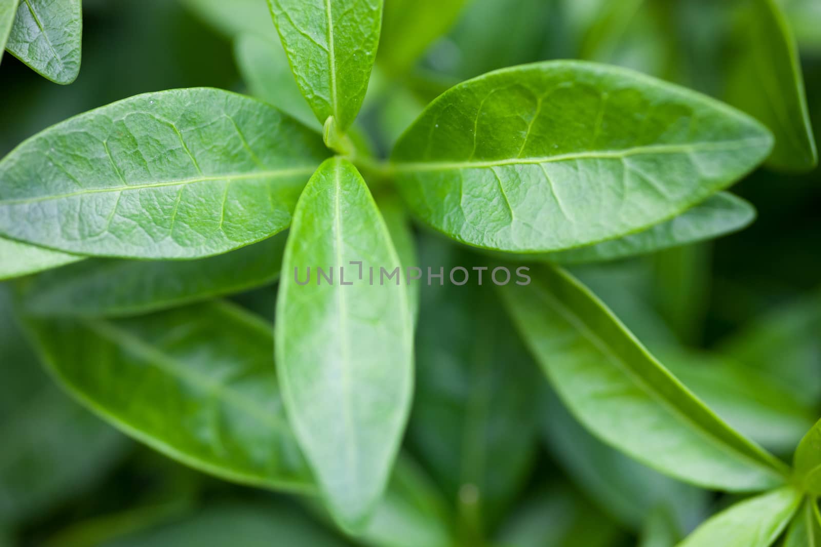 Green leaves of the vinca. Close up.