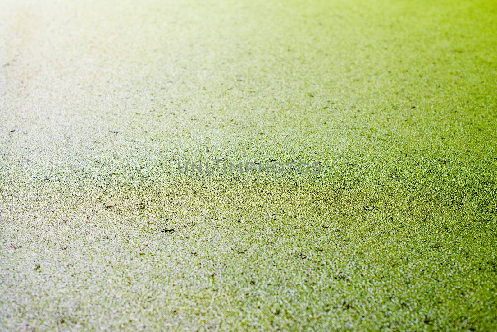 Water surface covered with green duckweed by rootstocks