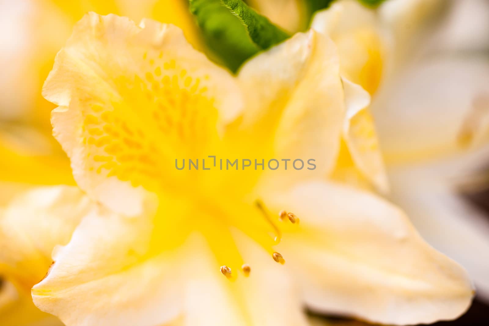 Rhododendron yellow flower by rootstocks