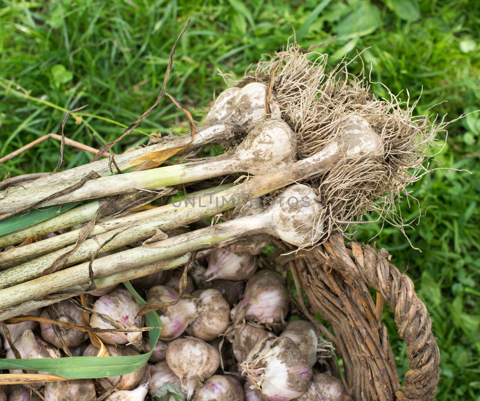 Fresh garlic in the wicker basket on the green grass