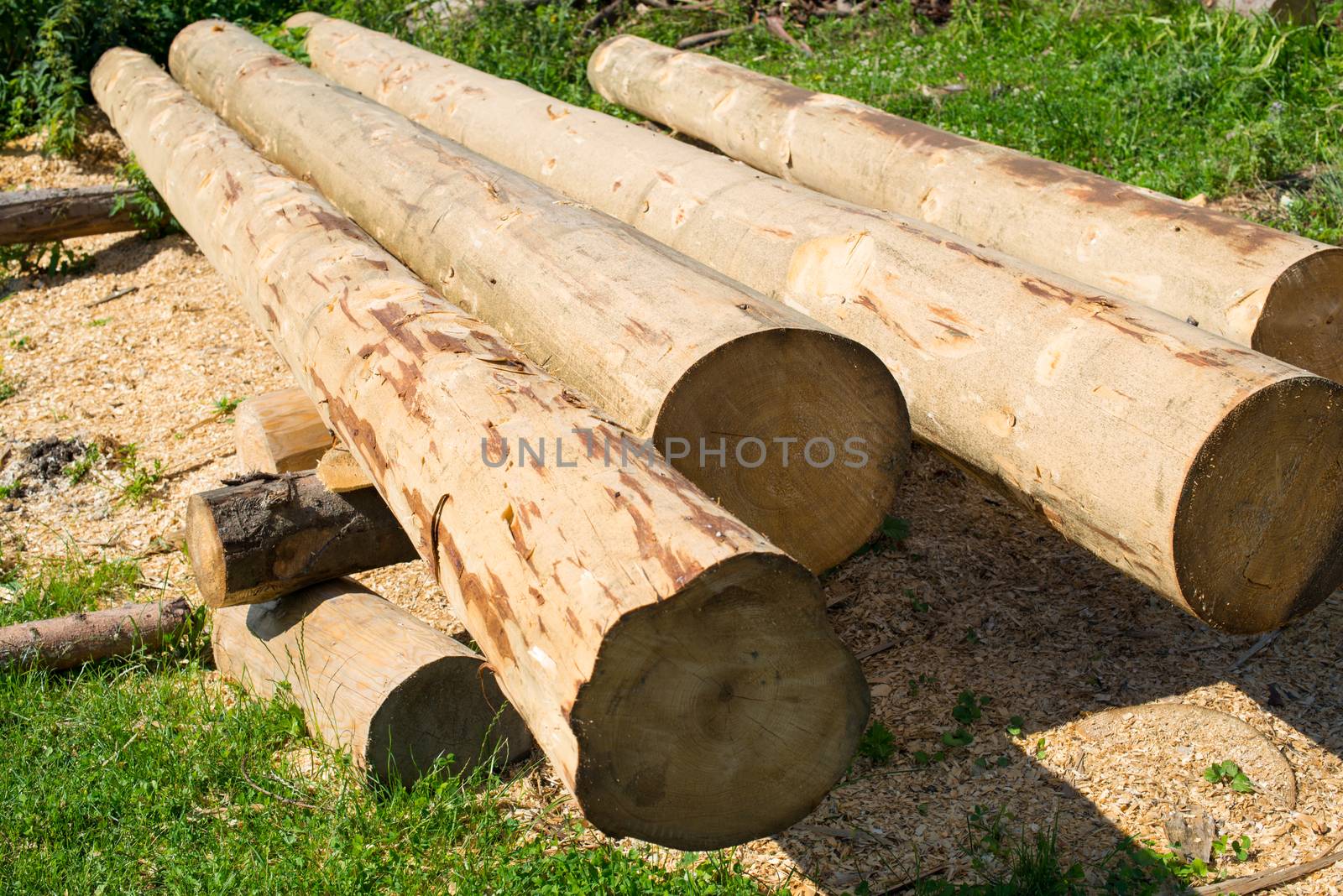 Peeled thick logs in the log house construction yard by rootstocks