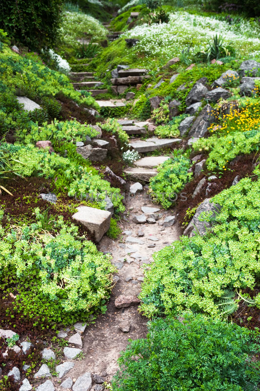 Stony path and stairs in the green blooming garden.