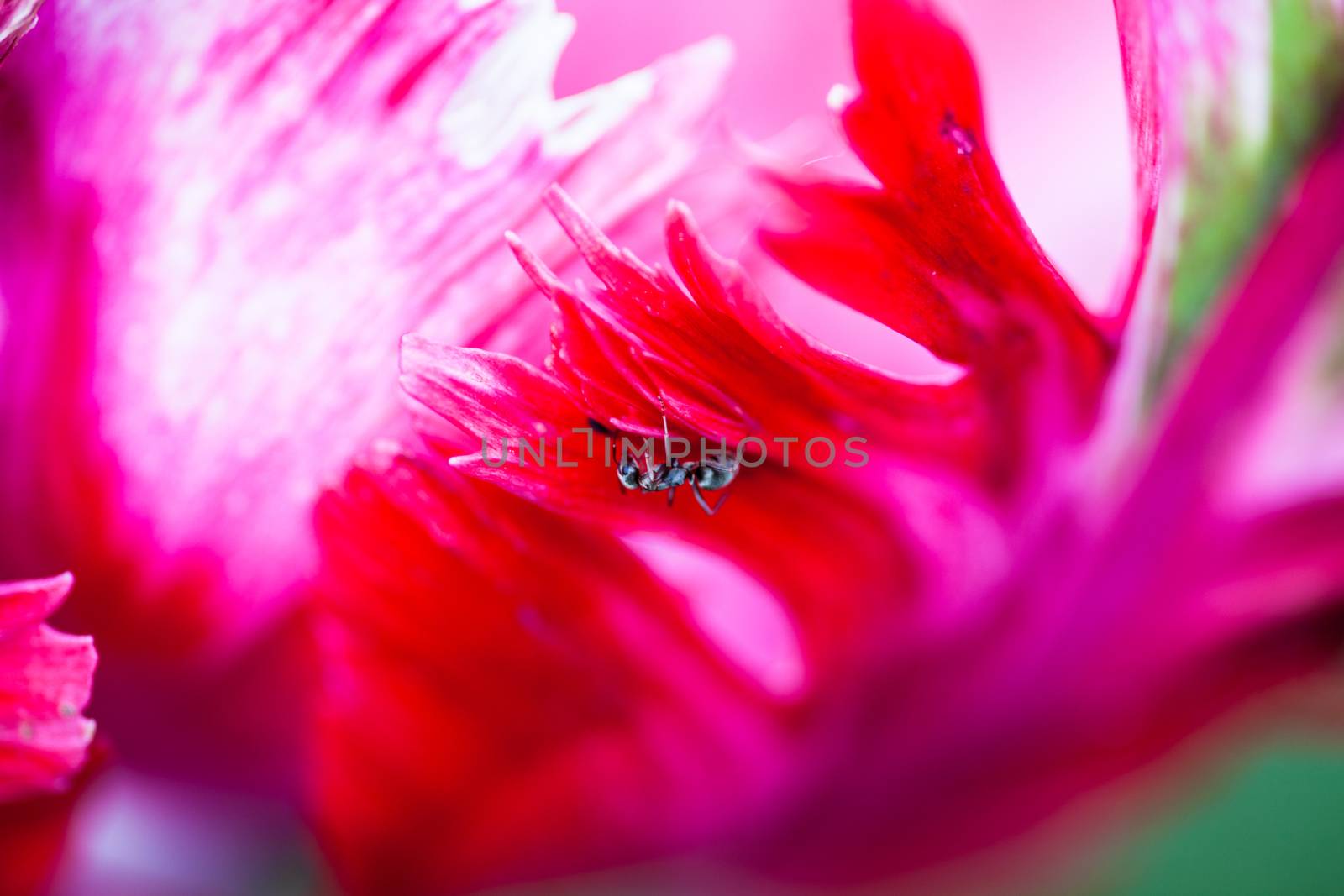 Tiny insect on the petal of the pink tulip by rootstocks