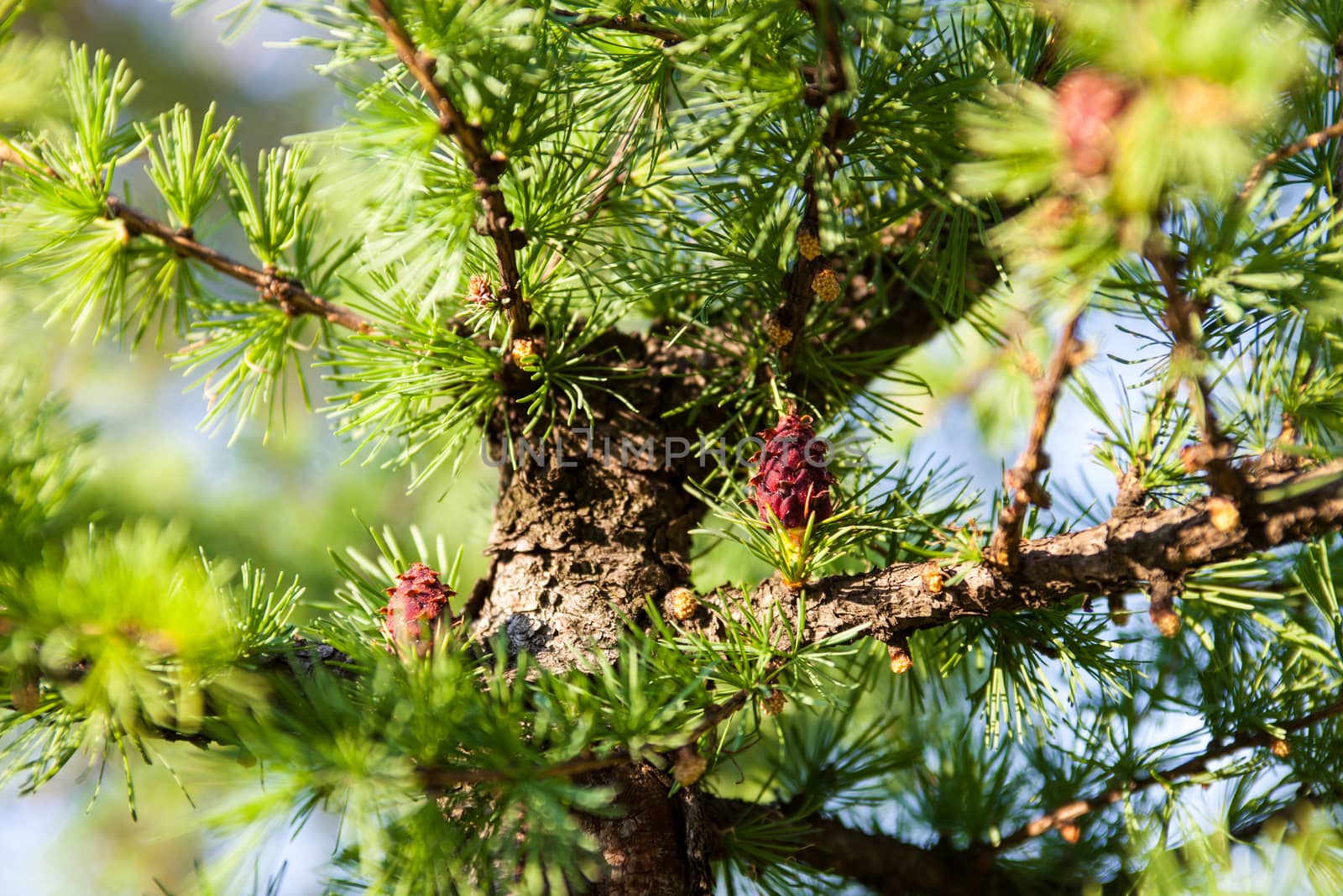 Pine branches with female seed cones and male pollen cones