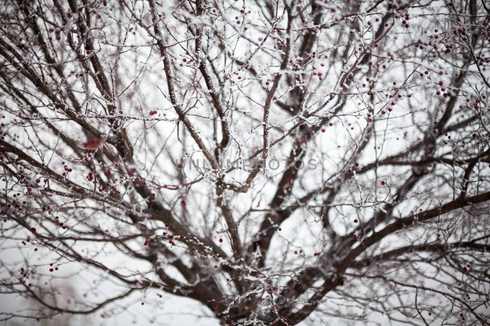 Hawthorn with red berries covered with hoarfrost.