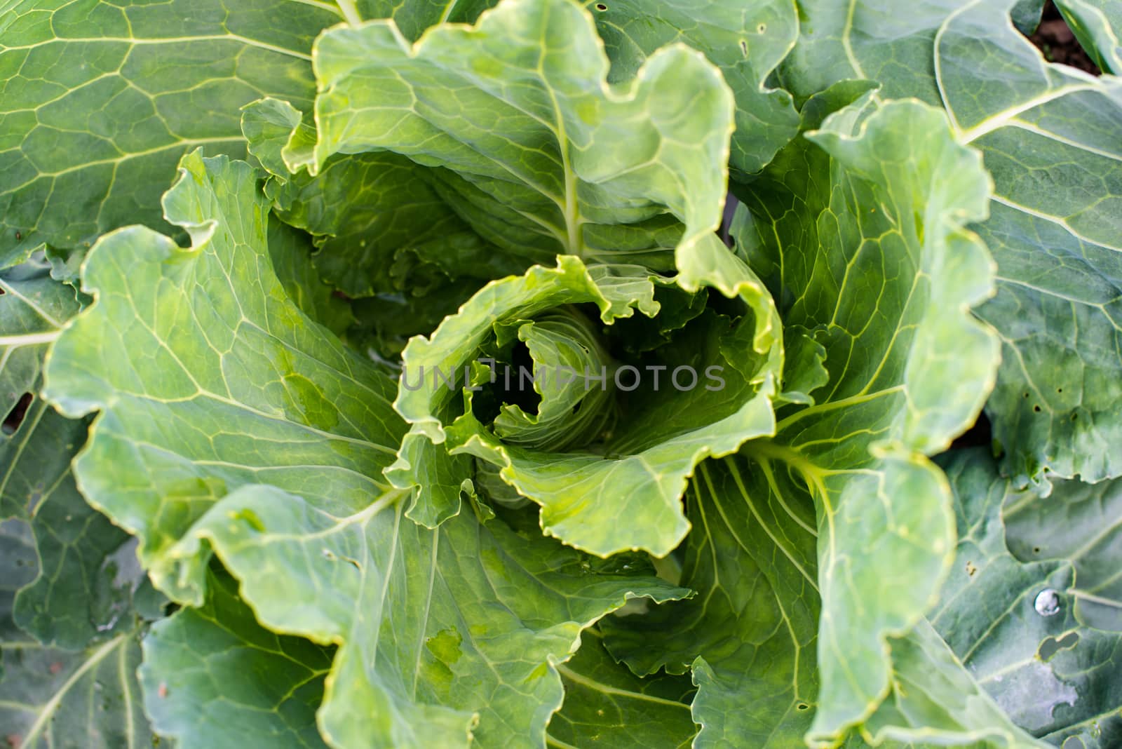 Fresh young green cabbage head close up.