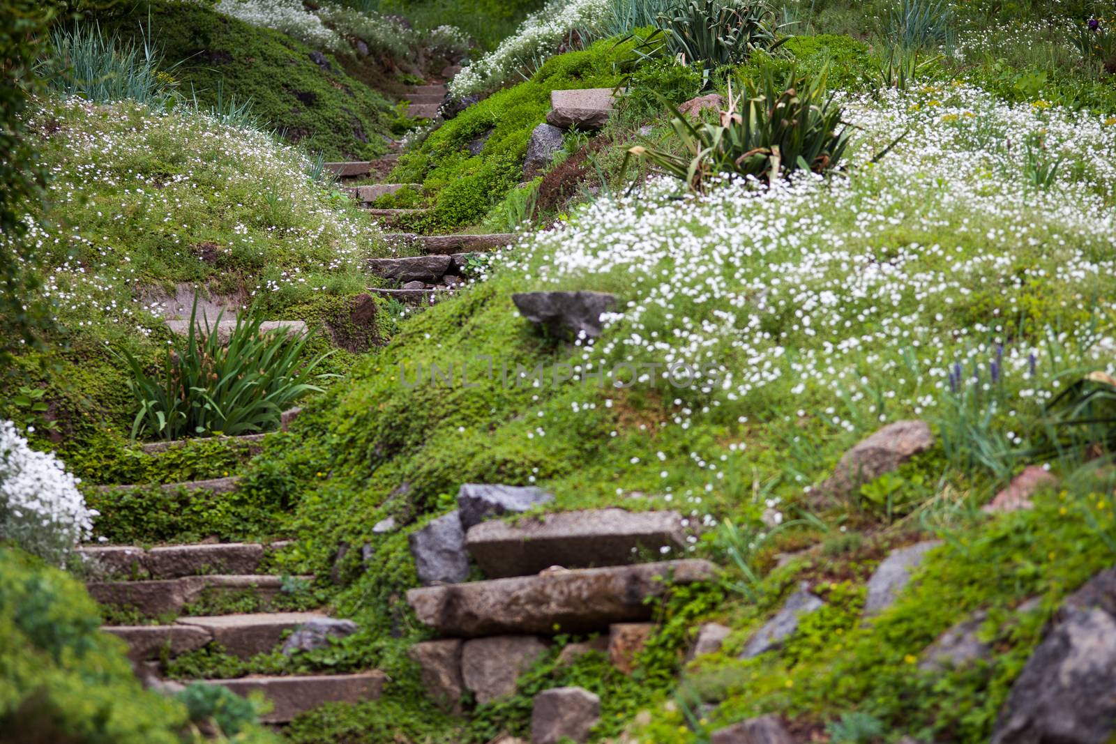 Stony stairs in the green garden by rootstocks