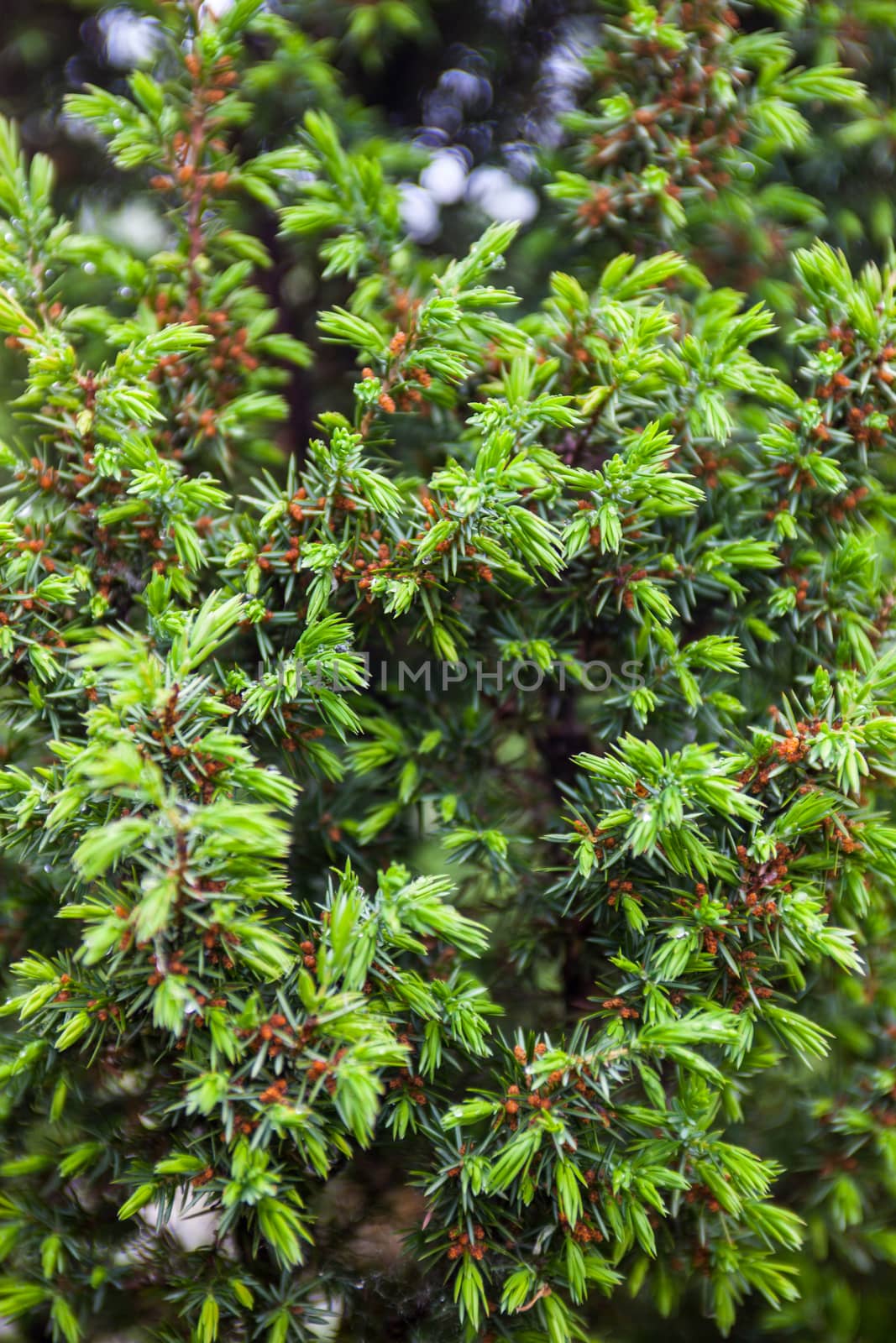 Conifer branches. Tiny cones and young light green shoots by rootstocks