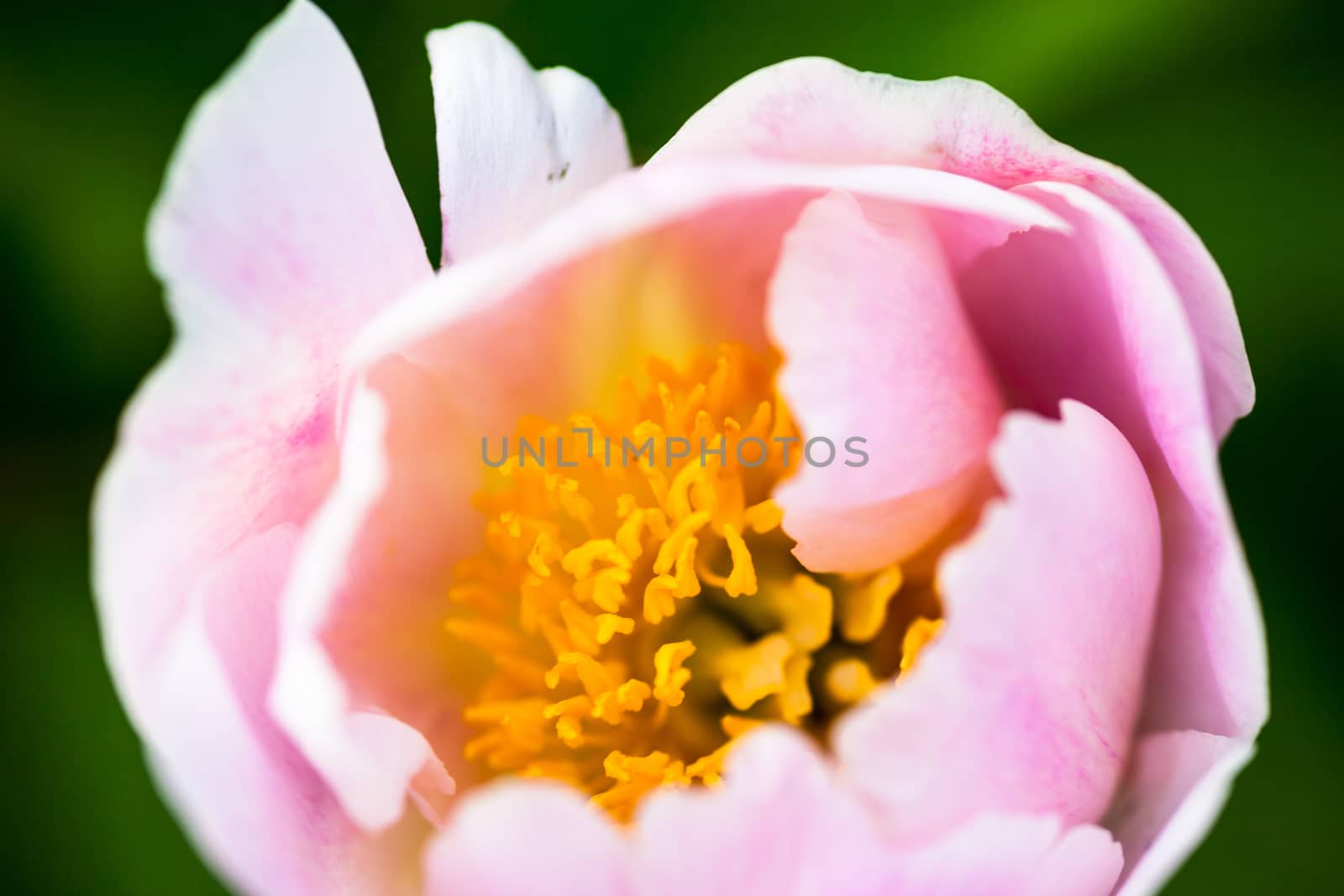 Pale pink peony flower by rootstocks