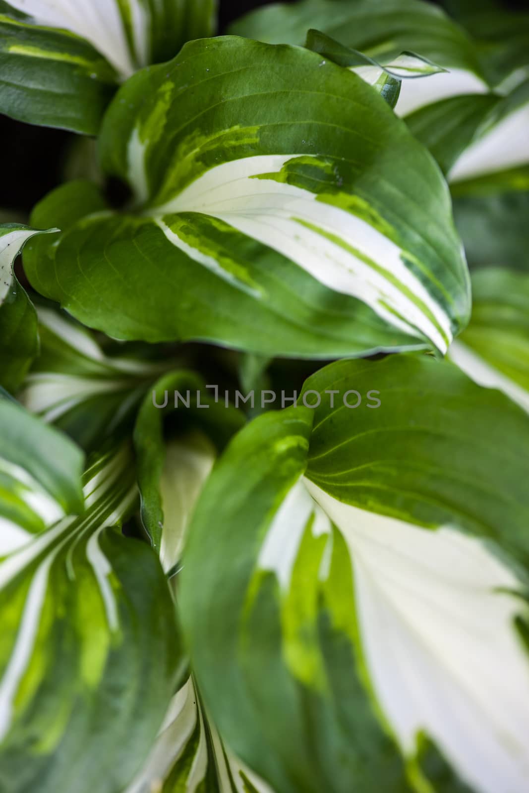 Close up of the hosta green-white leaves