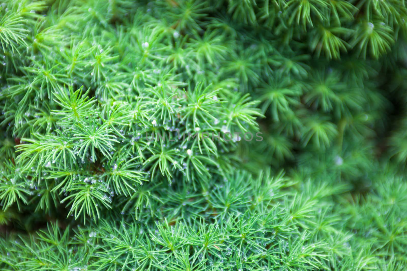 Evergreen juniper branches by rootstocks