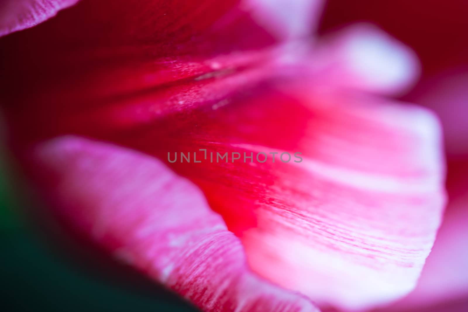 Closeup of the petals of the pink tulip flower by rootstocks