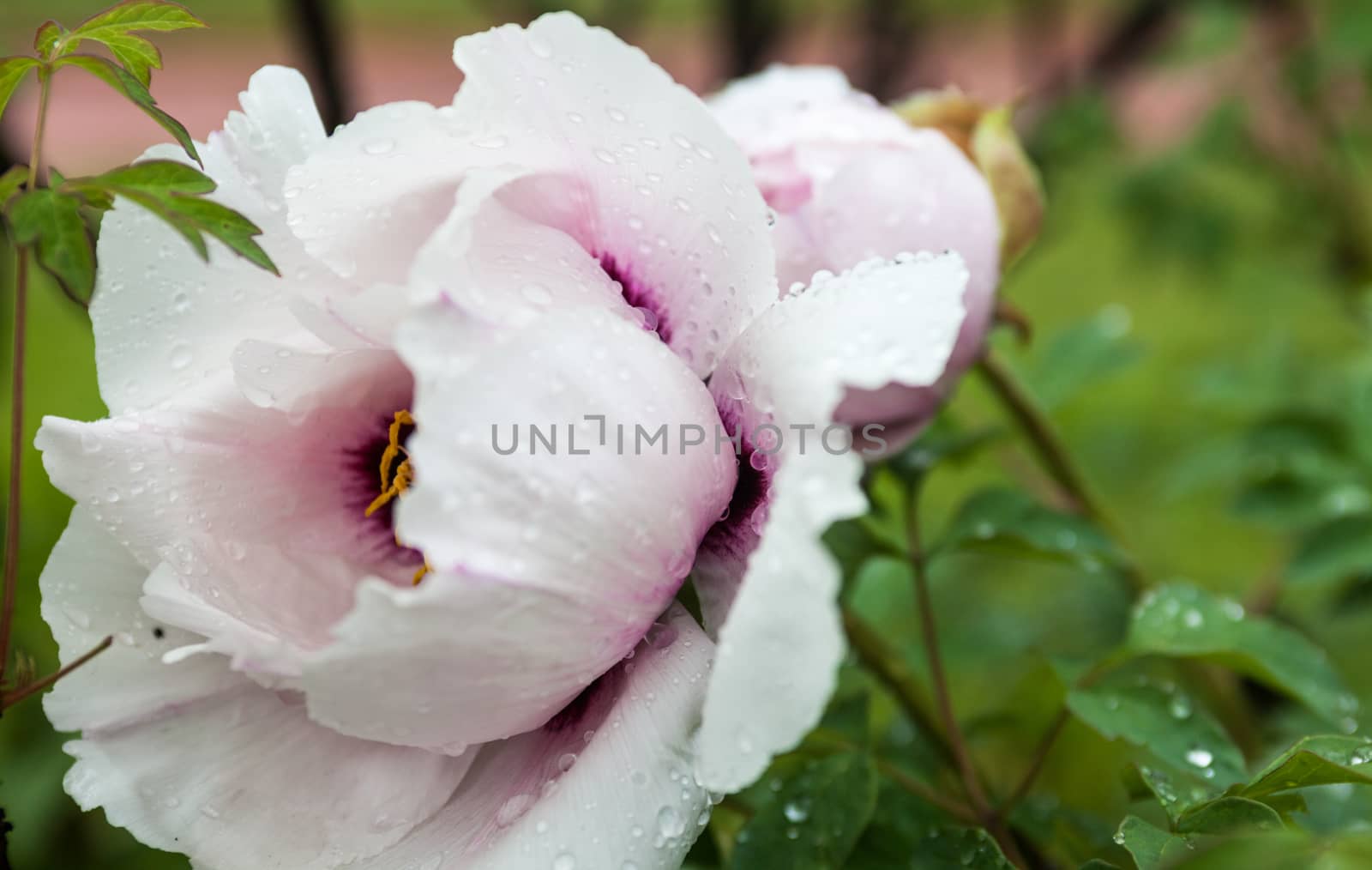 Pale pink peony flower with drops of dew by rootstocks
