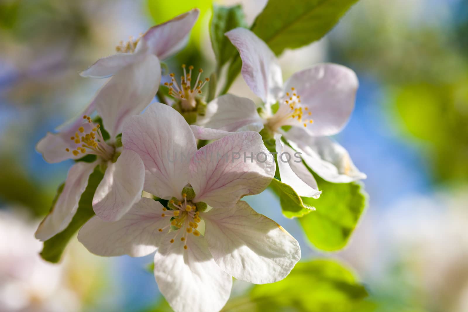 Close up of the apple tree flowers.