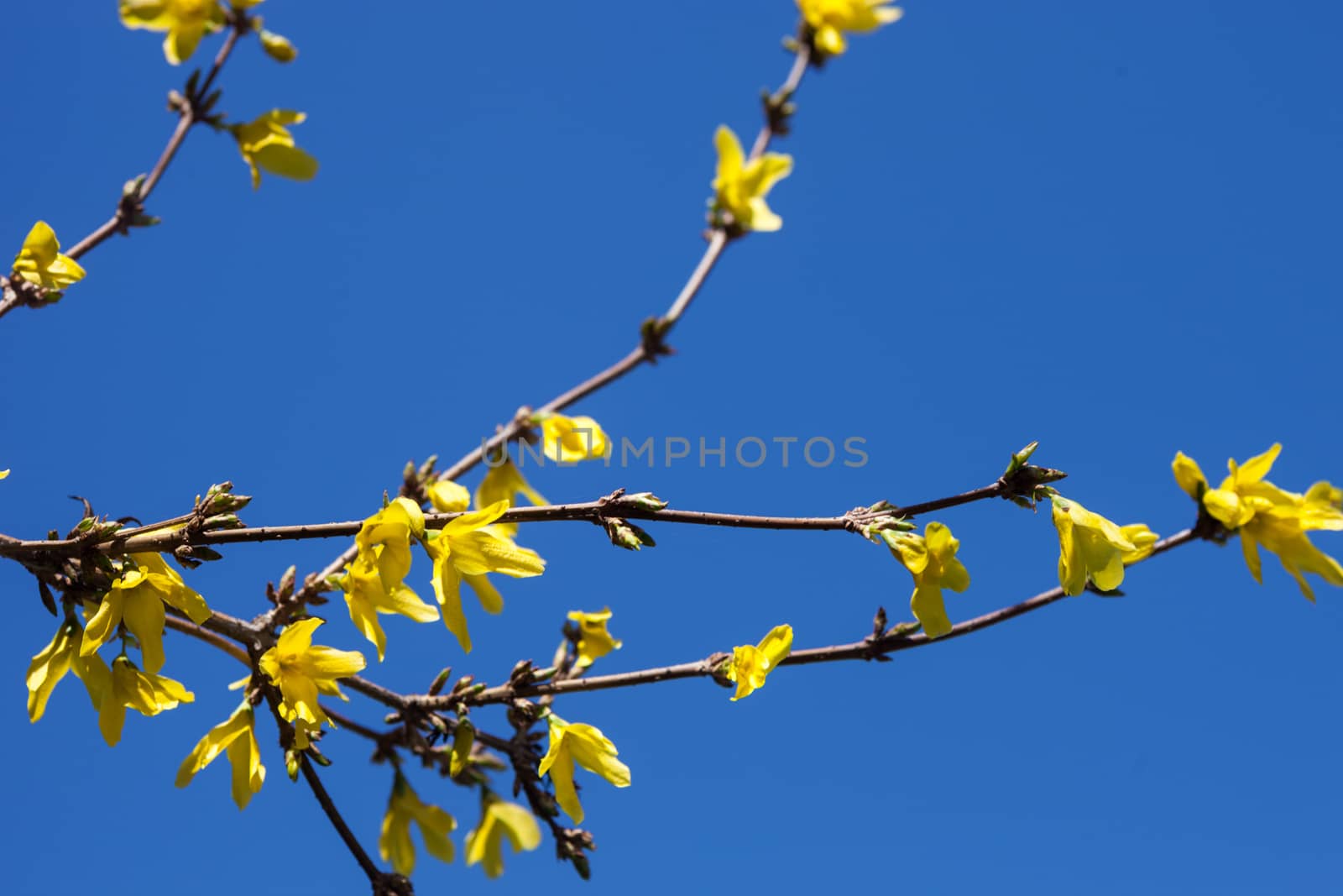Yellow flowers of Forsythia shrub in early spring against the blue sky. Close up.