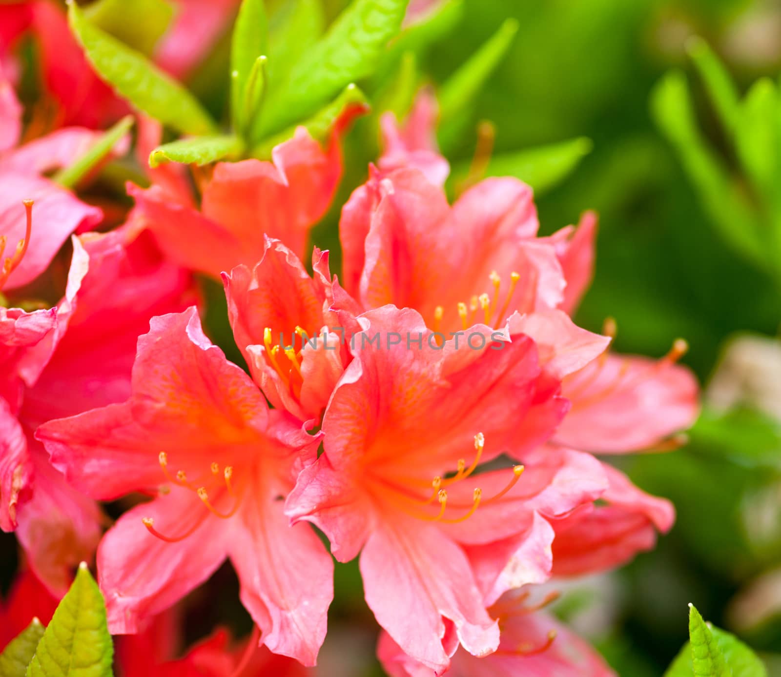 Pink flowers of rhododendron shrub. Close up.