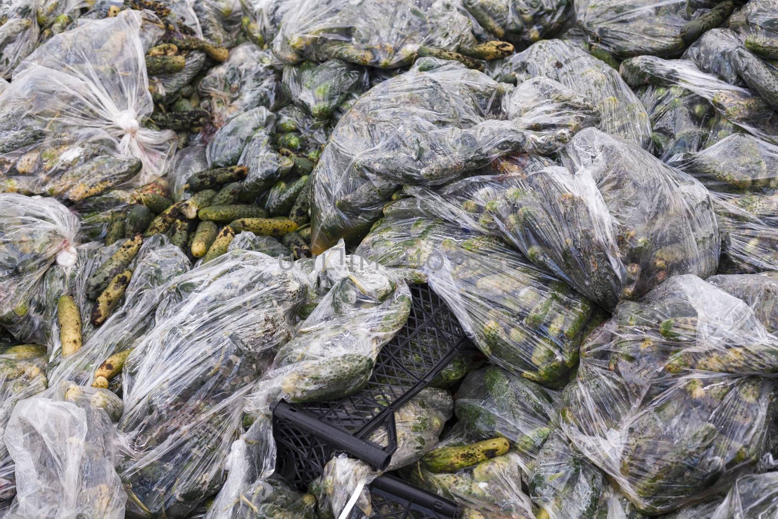 Rotten cucumbers in plastic sacks on the landfill by rootstocks