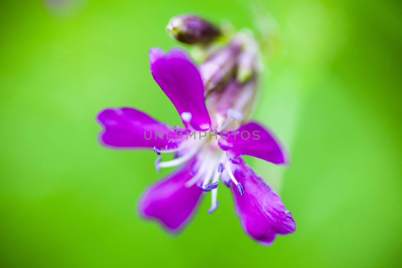 Blooming sticky catchfly (Silene viscaria) by rootstocks