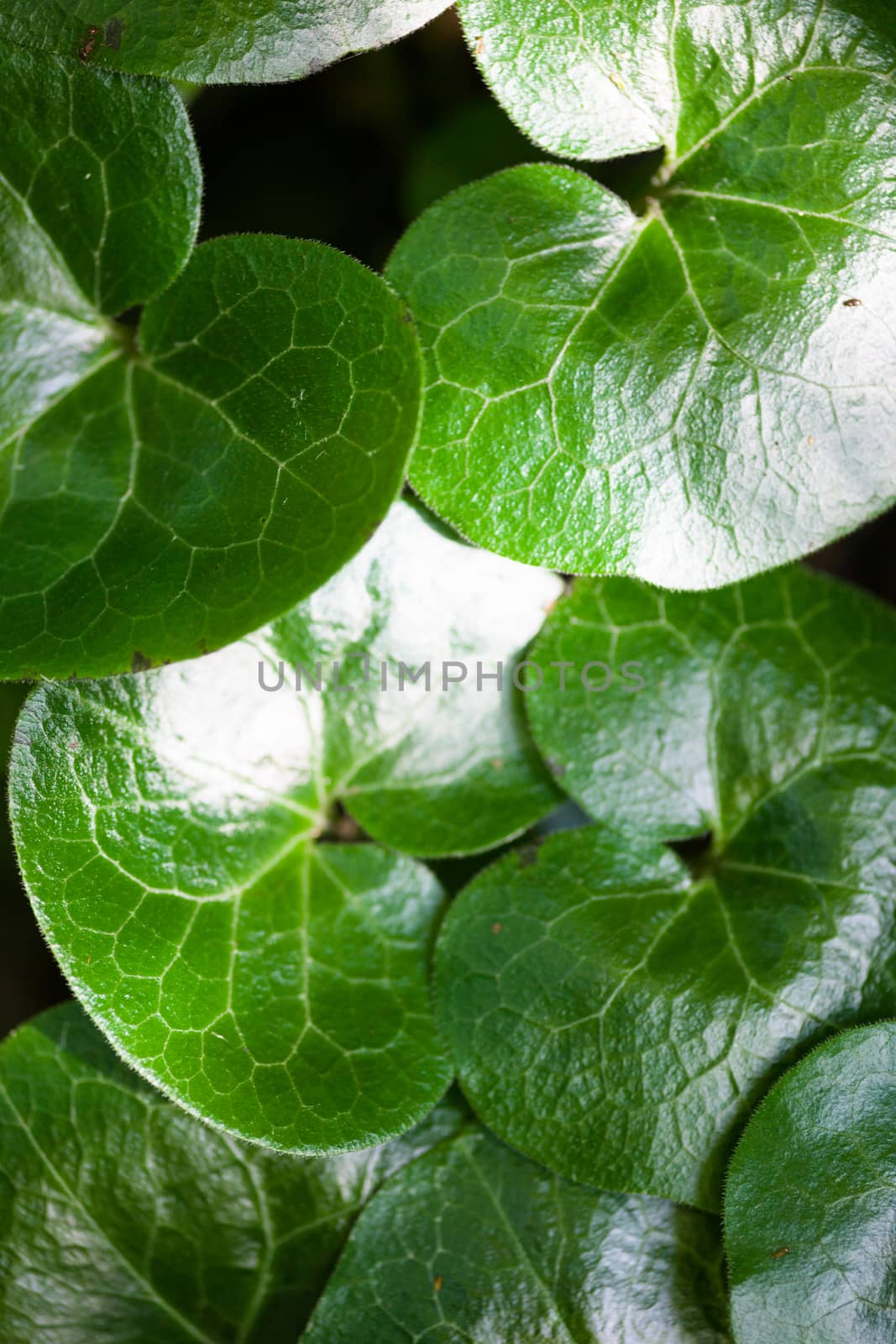 Shiny green leaves of asarabacca (Asarum europaeum) by rootstocks