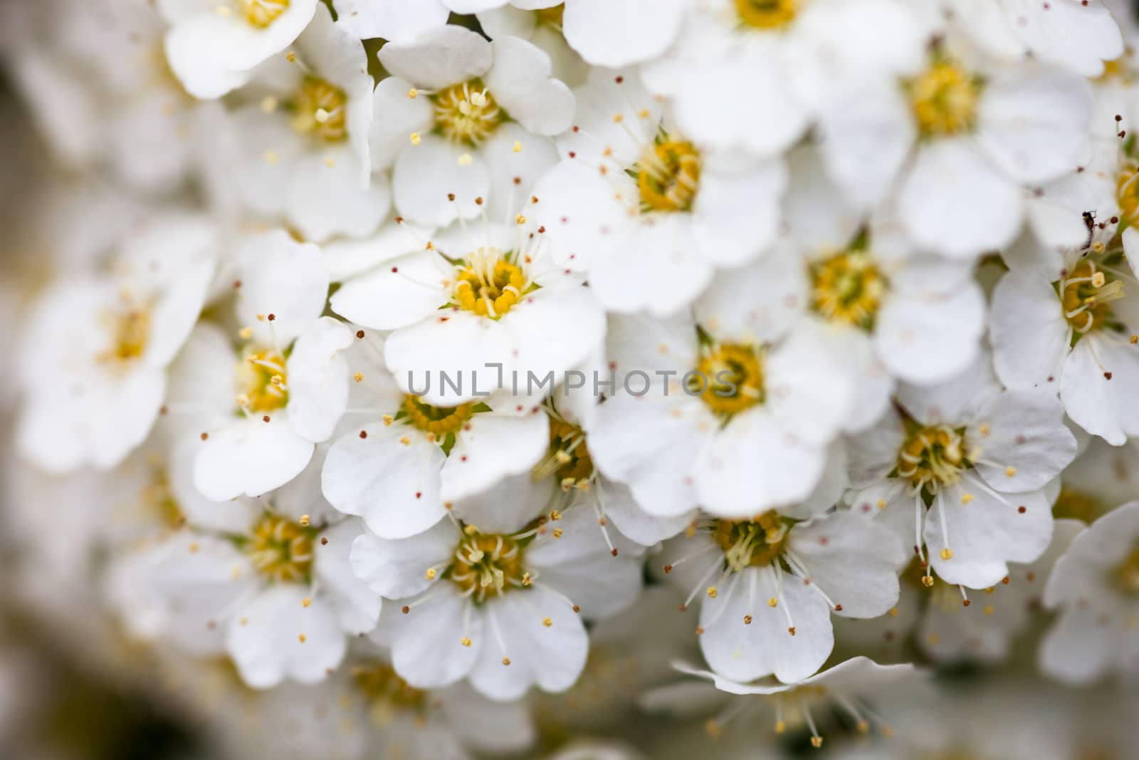 White flowers of Spiraea shrub. Close up.