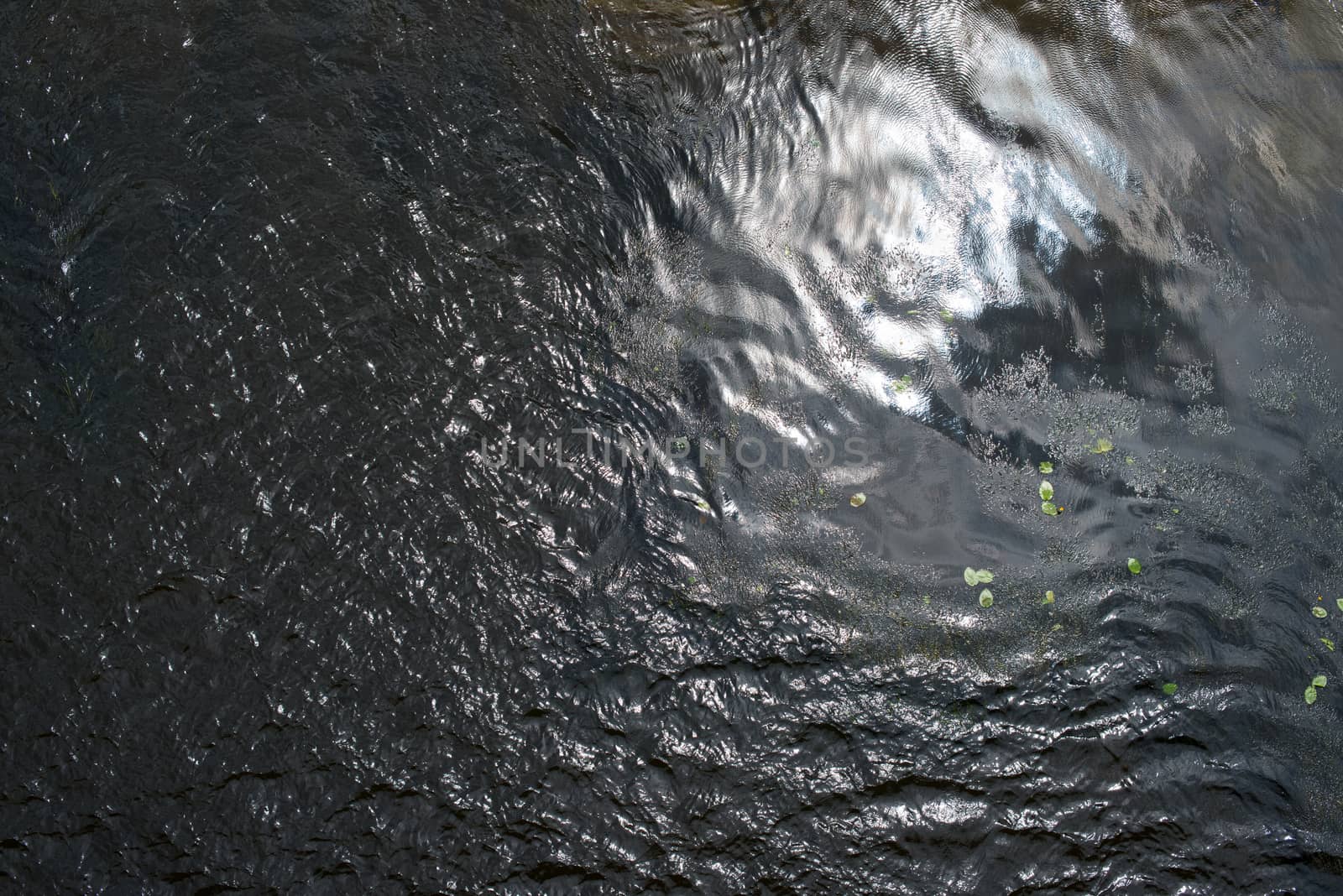 Water surface with ripples and water plants by rootstocks