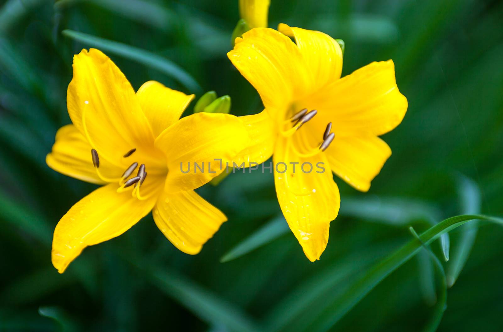 Closeup of the blooming yellow lily flowers by rootstocks