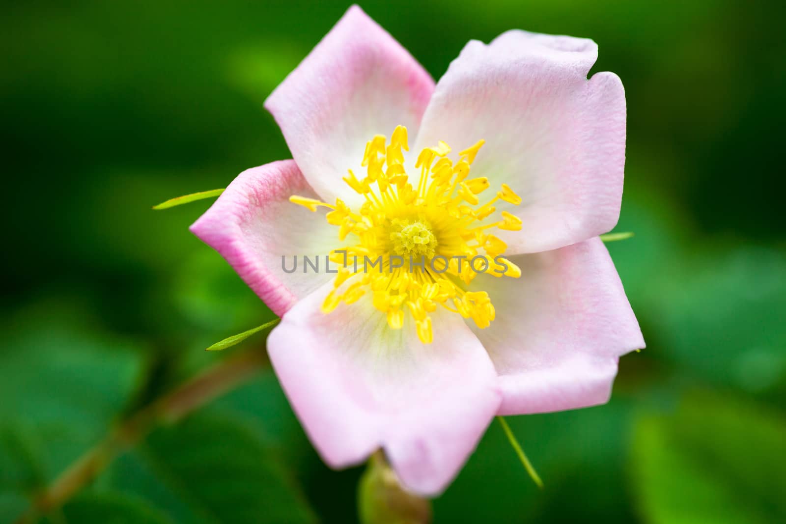 Close up of the beautiful and delicate pale pink rose flower